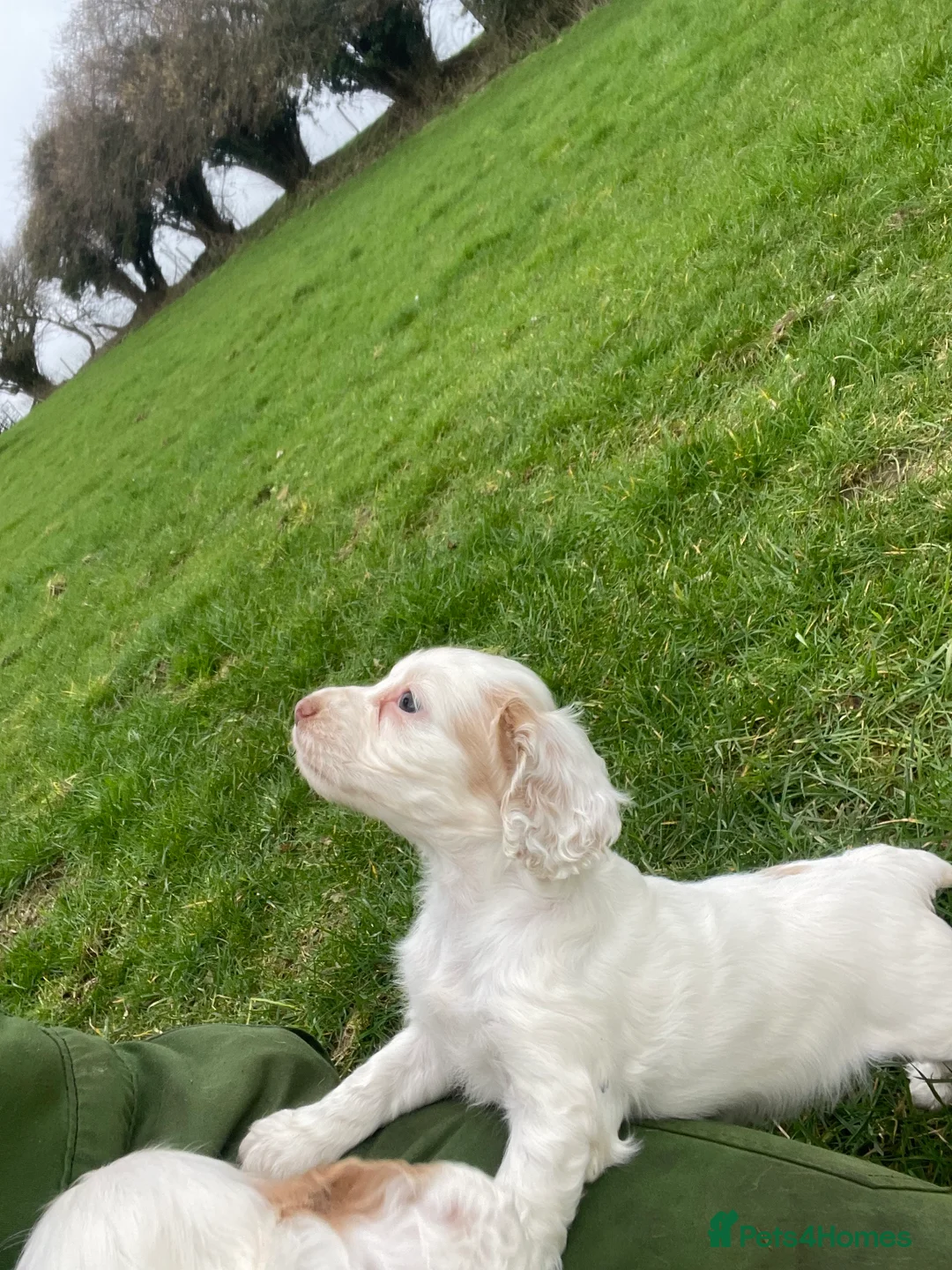 Sprocker dogs for sale: Sprocker puppies  - Advert 3