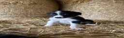 Border Collie dogs for sale: 8 Border collies puppies ready for a new home! - Advert 8