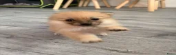 Pomeranian dogs for sale: 🐶 Stunning Pomeranian Puppies 2 Boys an 1 Girl 🐶 in Harlow - Advert 34