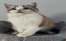 Ragdoll cats for sale: Tica ActiveChampion Blood, Full peddigree Kittens in Leicester - Image 10
