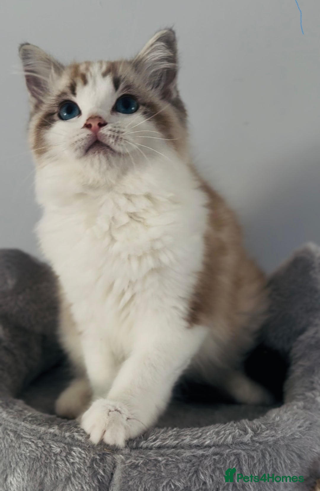Ragdoll cats for sale: Tica ActiveChampion Blood, Full peddigree Kittens in Leicester - Image 10