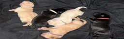 Labrador Retriever dogs for sale: KC Labrador Pups, Champion Line, Health Tested - Advert 8