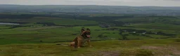 Belgian Shepherd Dog dogs for sale: Belgian malinois x german shepherd  - Advert 6