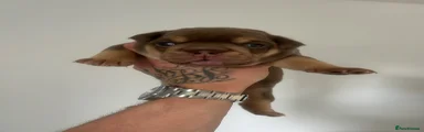 English Bulldog 2