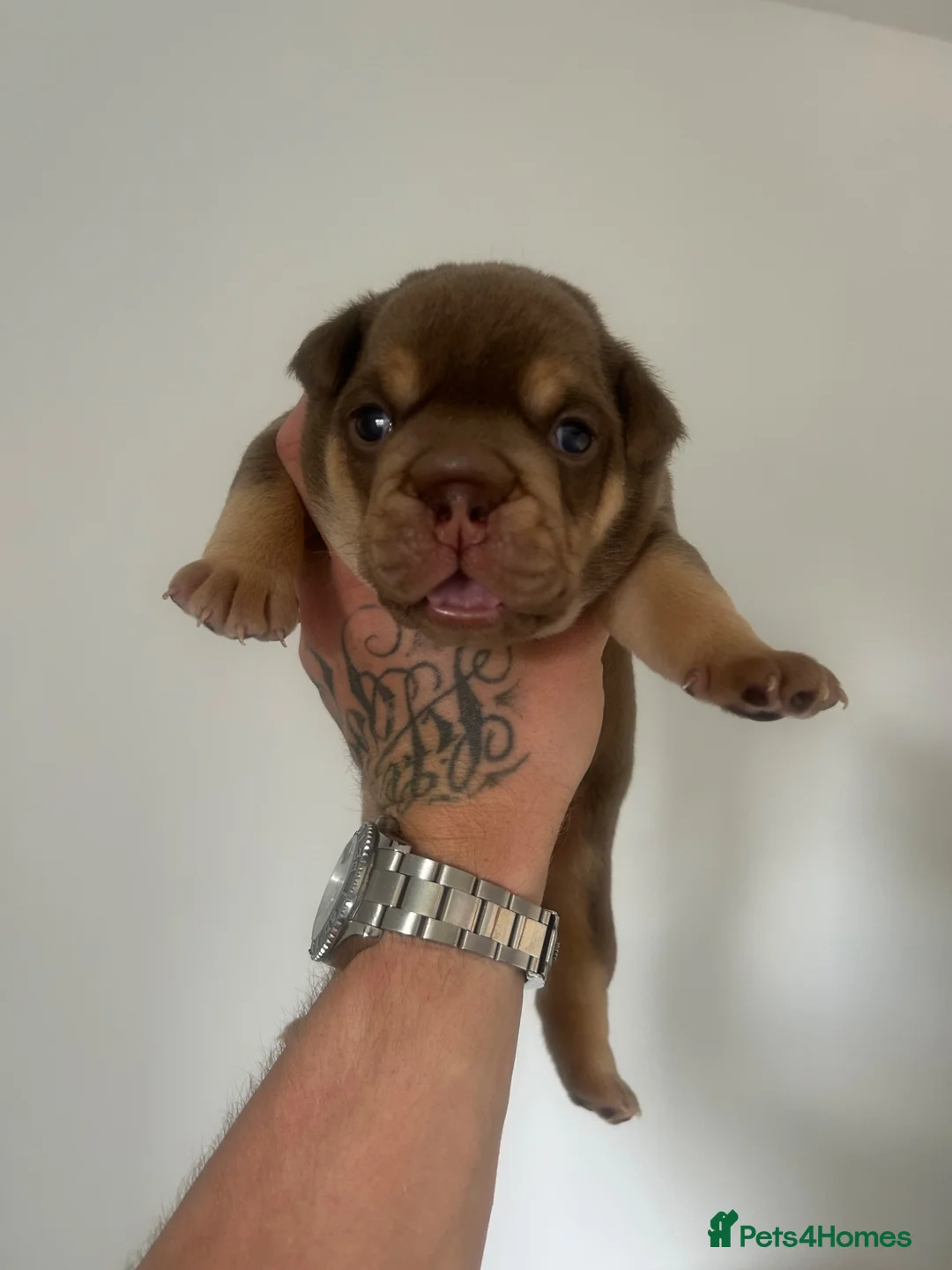 English Bulldog dogs for sale: Stunning English bulldog puppies  - Advert 7
