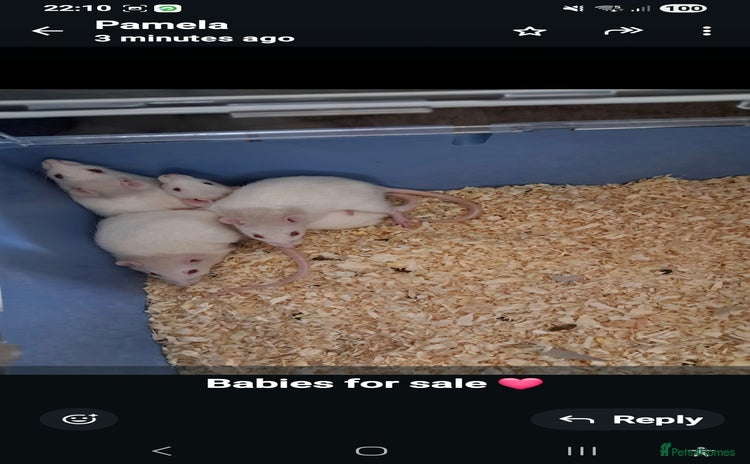 Rat rodents - Advert 11