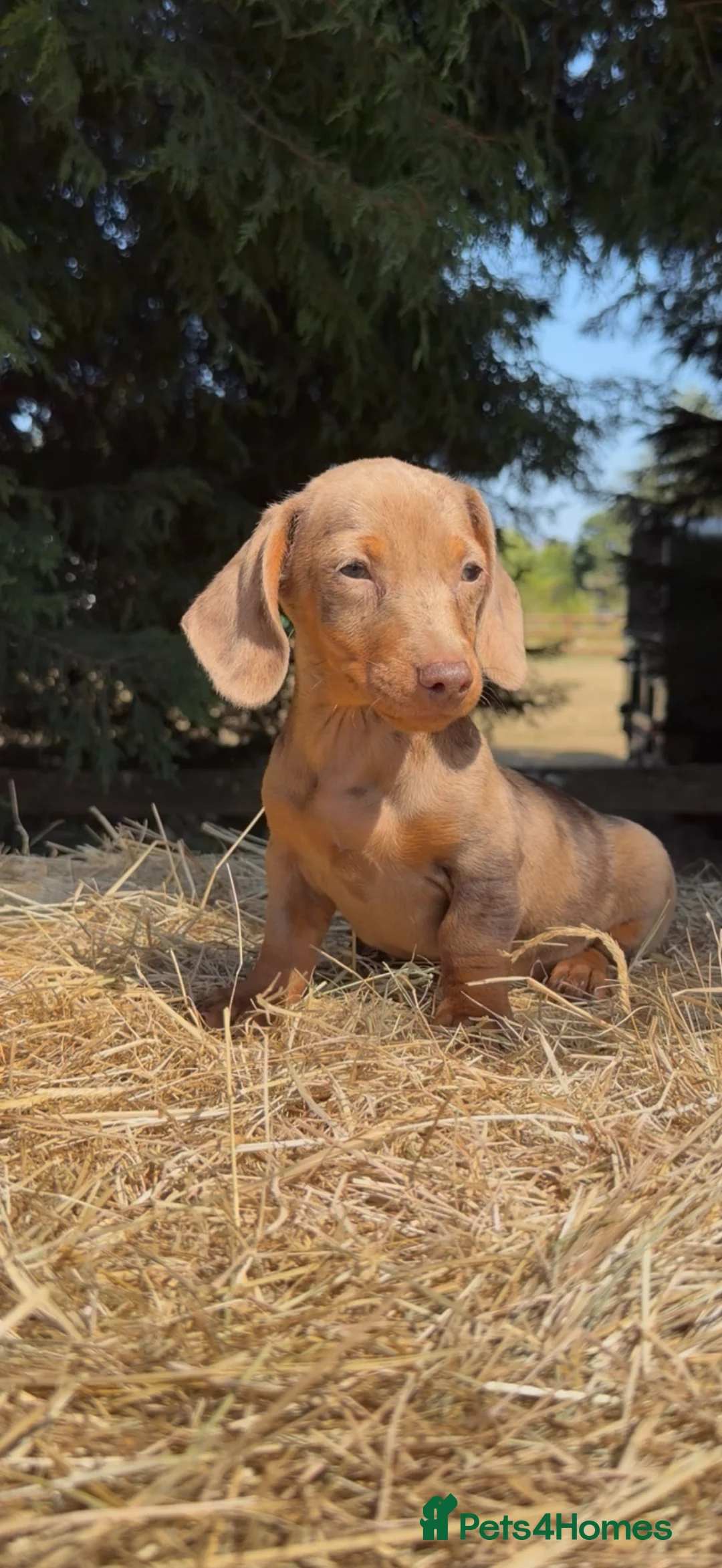 Dachshund dogs for sale: 3 beautiful Dashound pups  - Advert 7