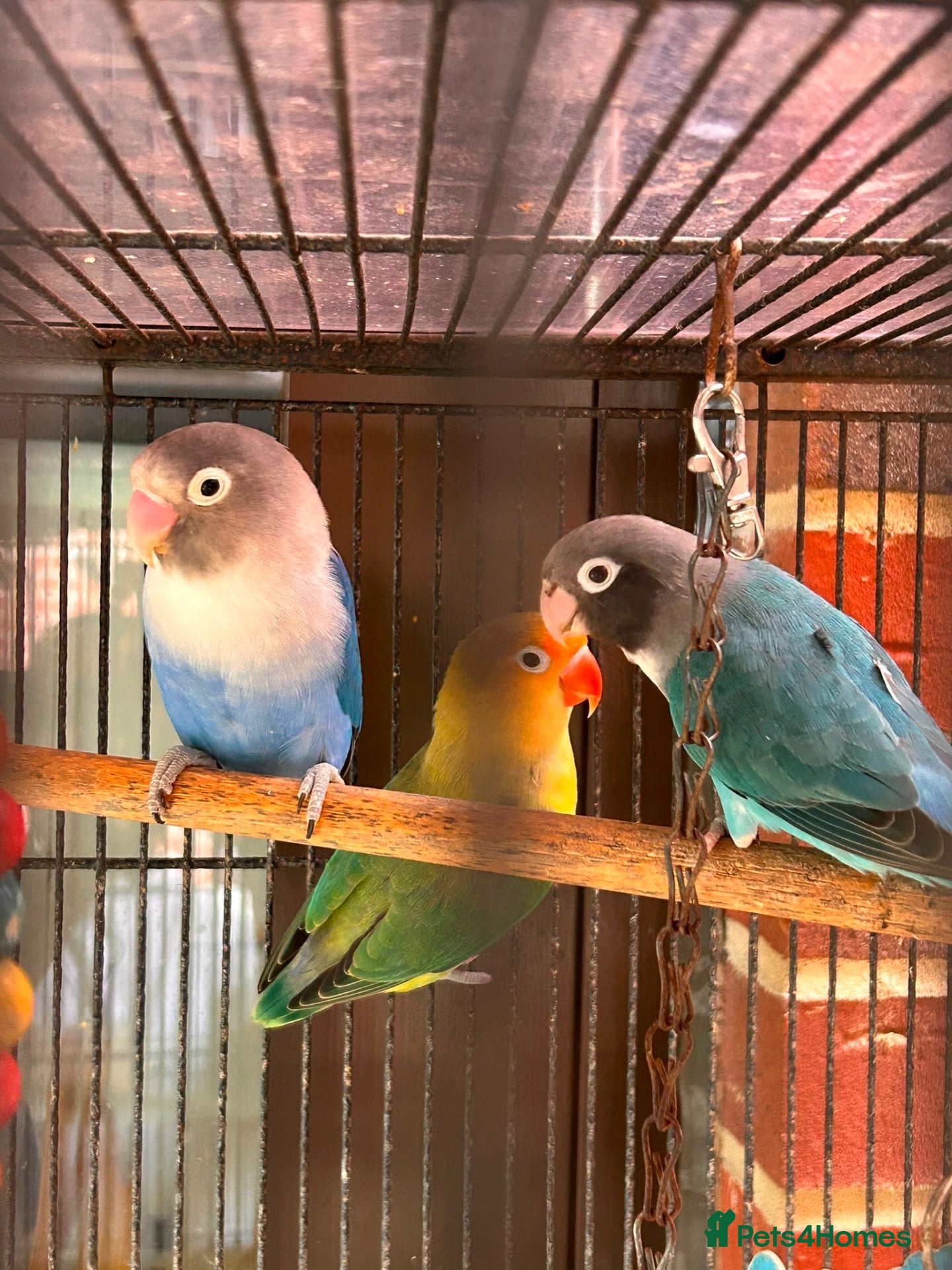 Lovebirds birds Love birds  - Advert 1