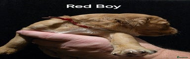 Red Boy