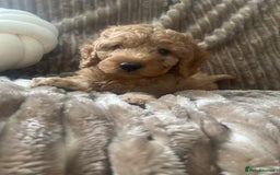 Cockapoo dogs for sale: F1b toy cockapoo  - Image 6