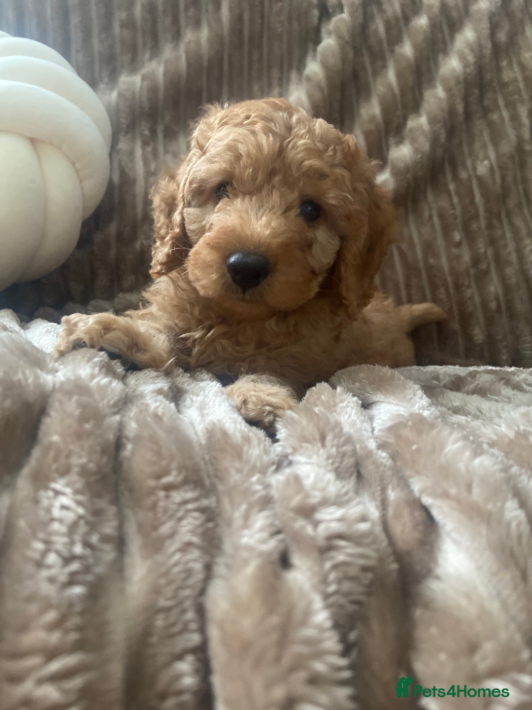 Cockapoo dogs for sale: F1b toy cockapoo  - Image 6