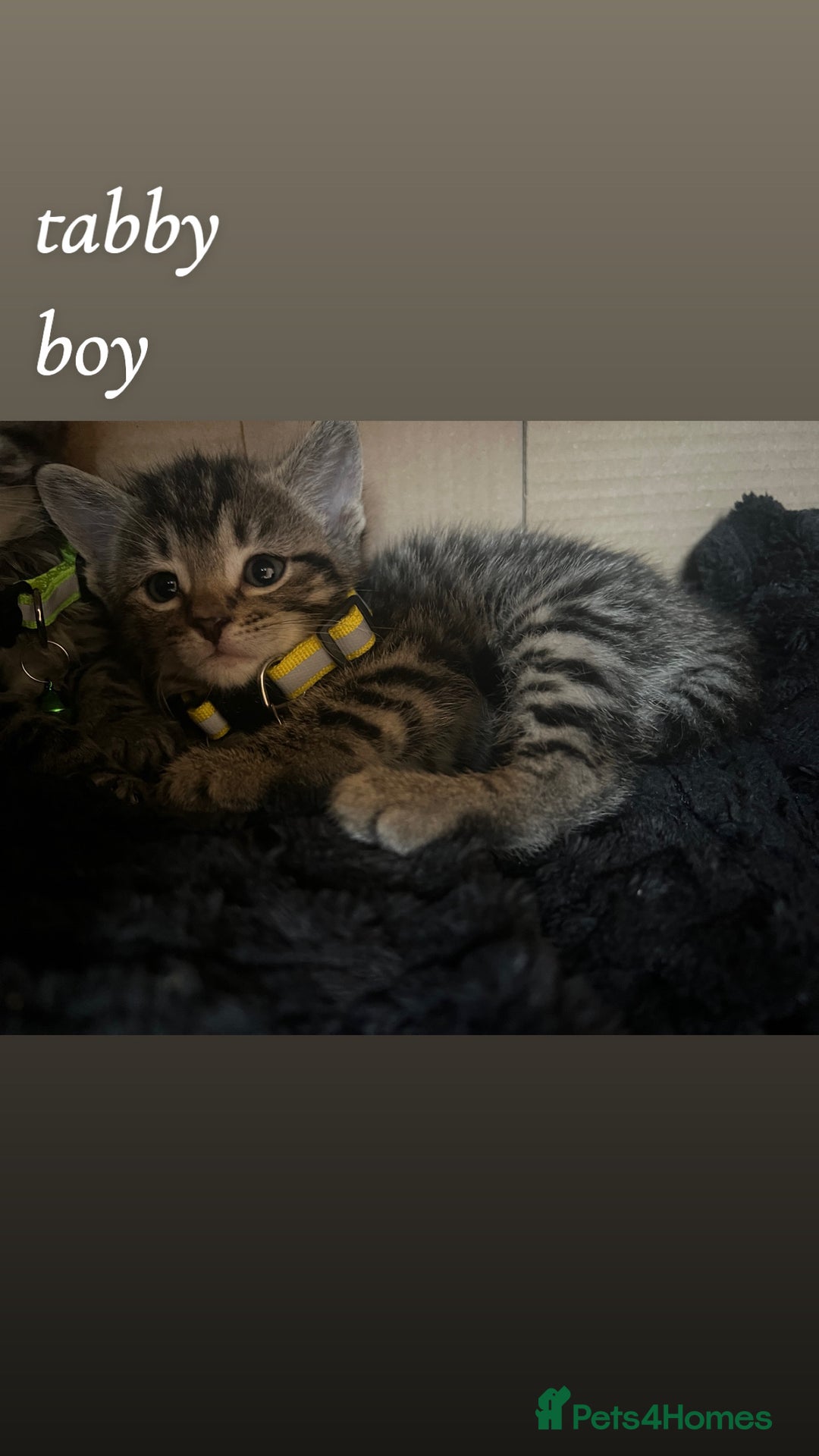 American Shorthair cats for sale: Mixed Shorthair Kittens - Image 3