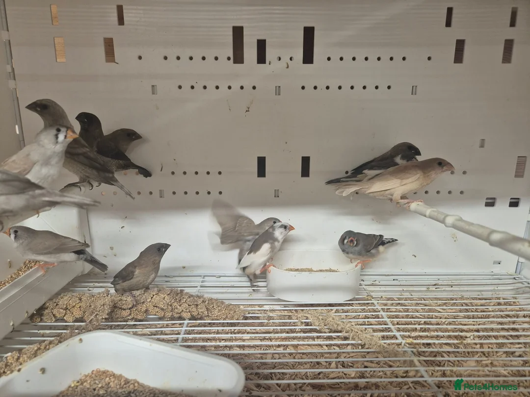 Finches birds for sale: Silverbills and bengalise finches  - Advert 1