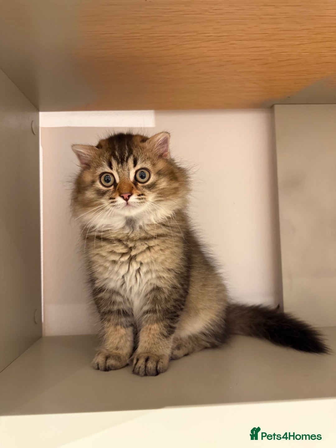 British Longhair cats for sale: British long hair  - Image 4