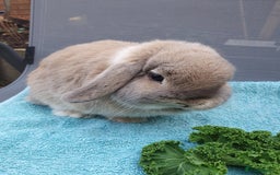 Mini Lop rabbits for sale: Spayed and neutered rabbits for adoption  - Advert 7