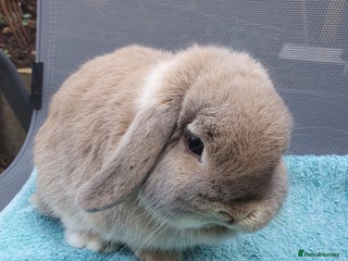 Mini Lop rabbits Spayed and neutered rabbits for adoption - Advert 9