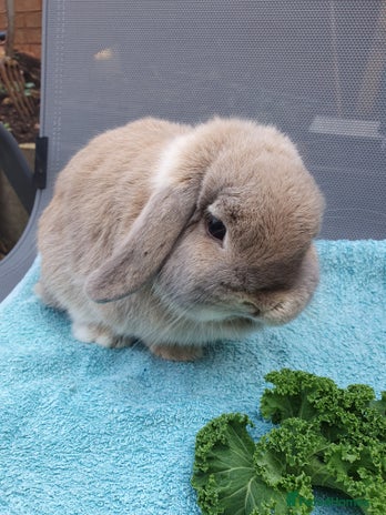 Mini Lop rabbits Spayed and neutered rabbits for adoption - Advert 8
