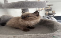 Ragdoll cats for sale: Stunning Female Seal Mink Ragdoll Kitten  - Image 10