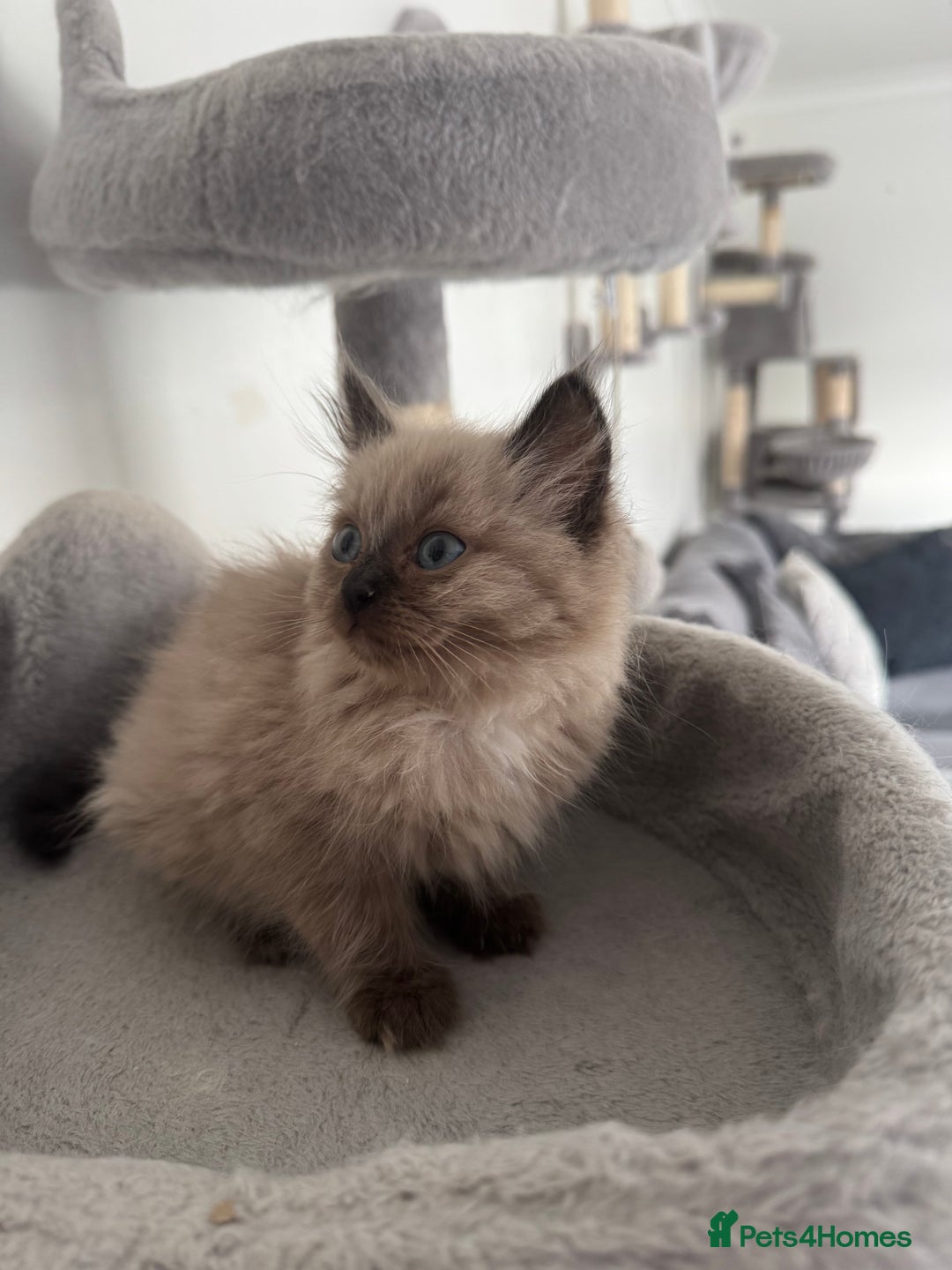 Ragdoll cats for sale: Stunning Female Seal Mink Ragdoll Kitten  - Image 10