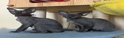 Devon Rex cats for sale: Solid blue pedigree kittens available  - Advert 7