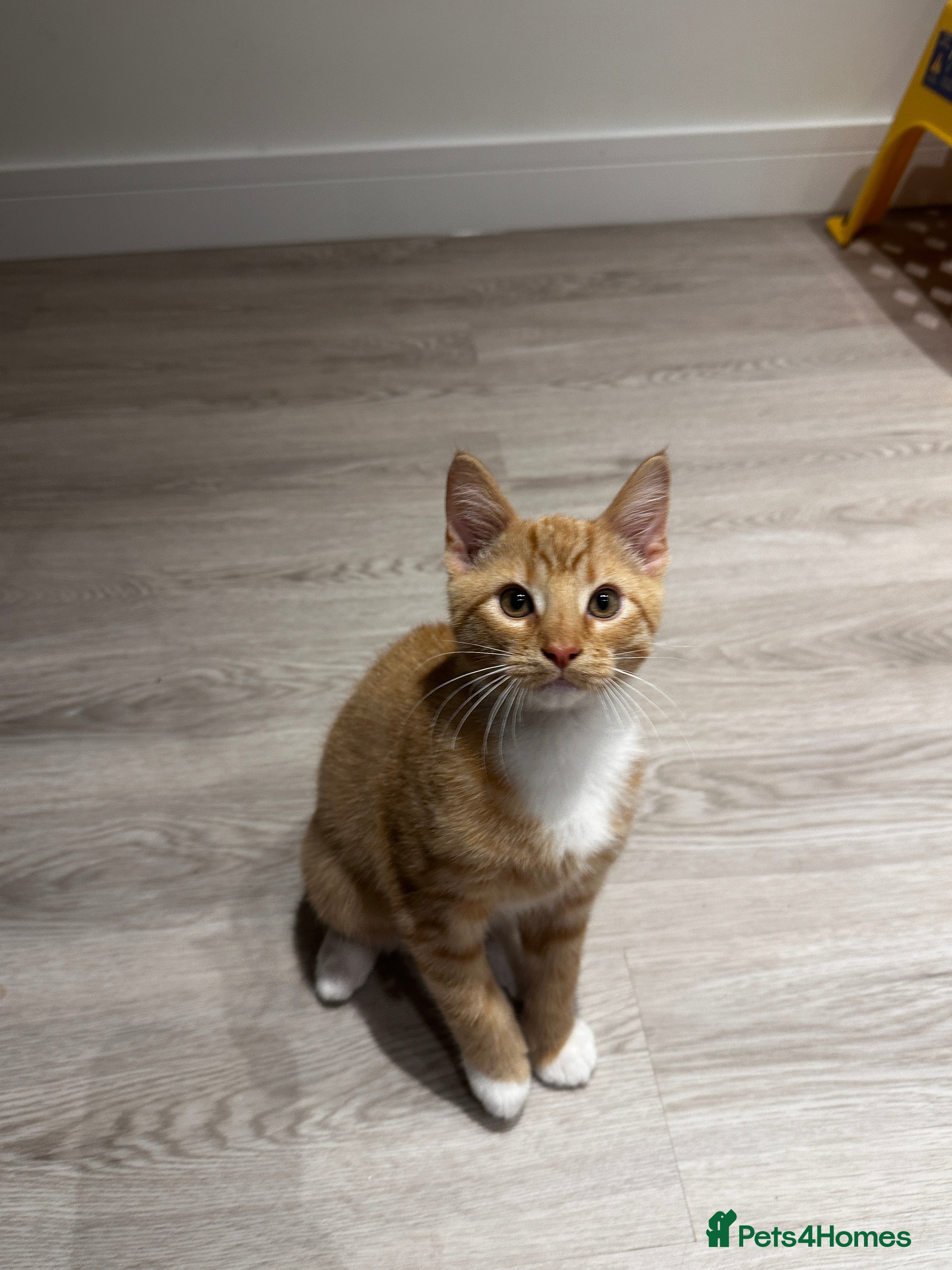 Domestic Shorthair cats Мальчик  - Advert 3