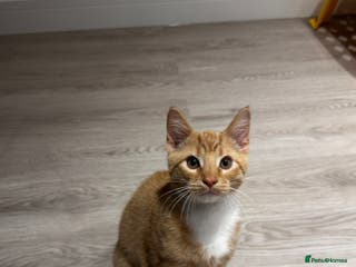 Domestic Shorthair cats Мальчик - Advert 11