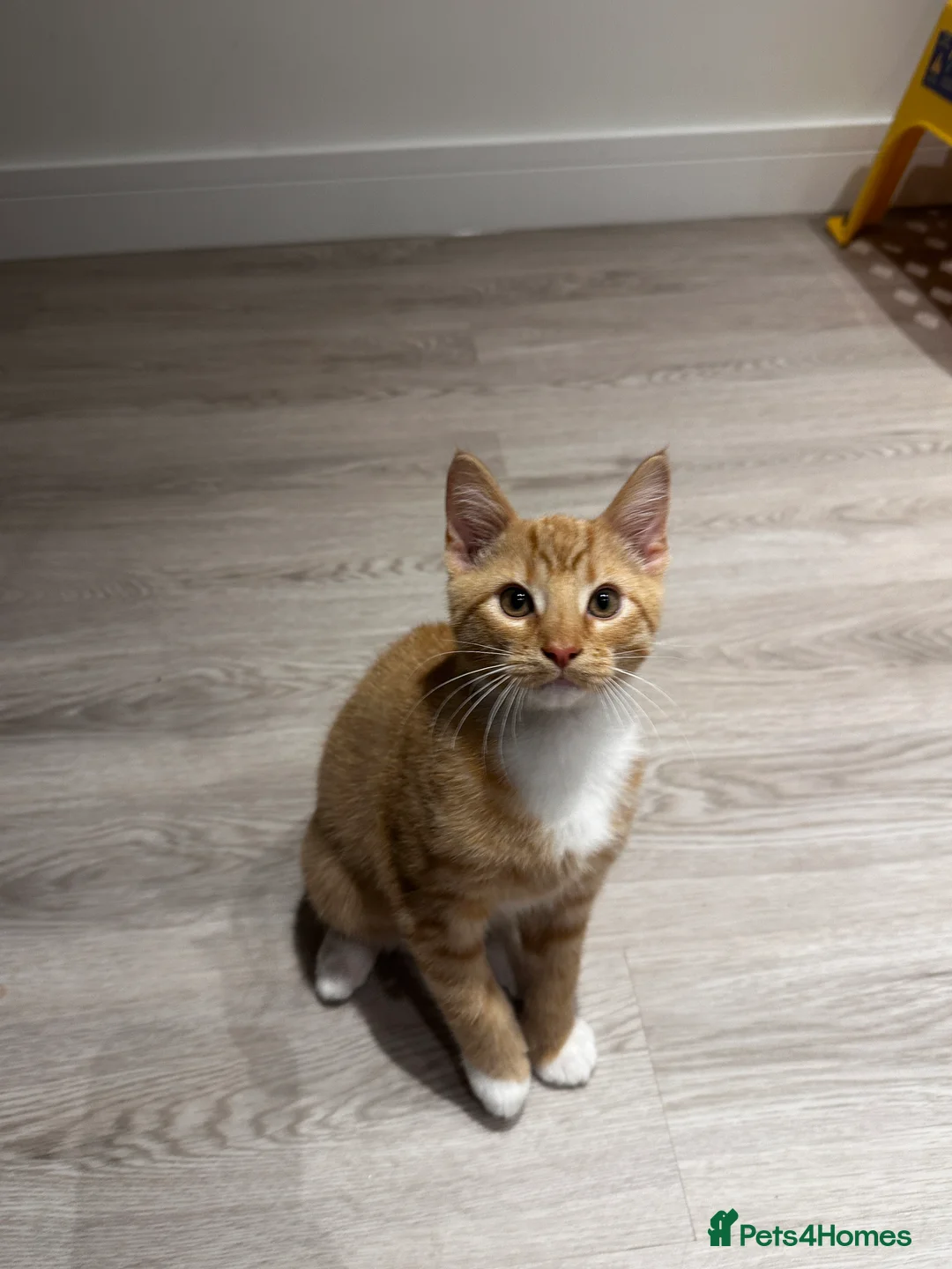 Domestic Shorthair cats for sale: Мальчик  - Advert 1