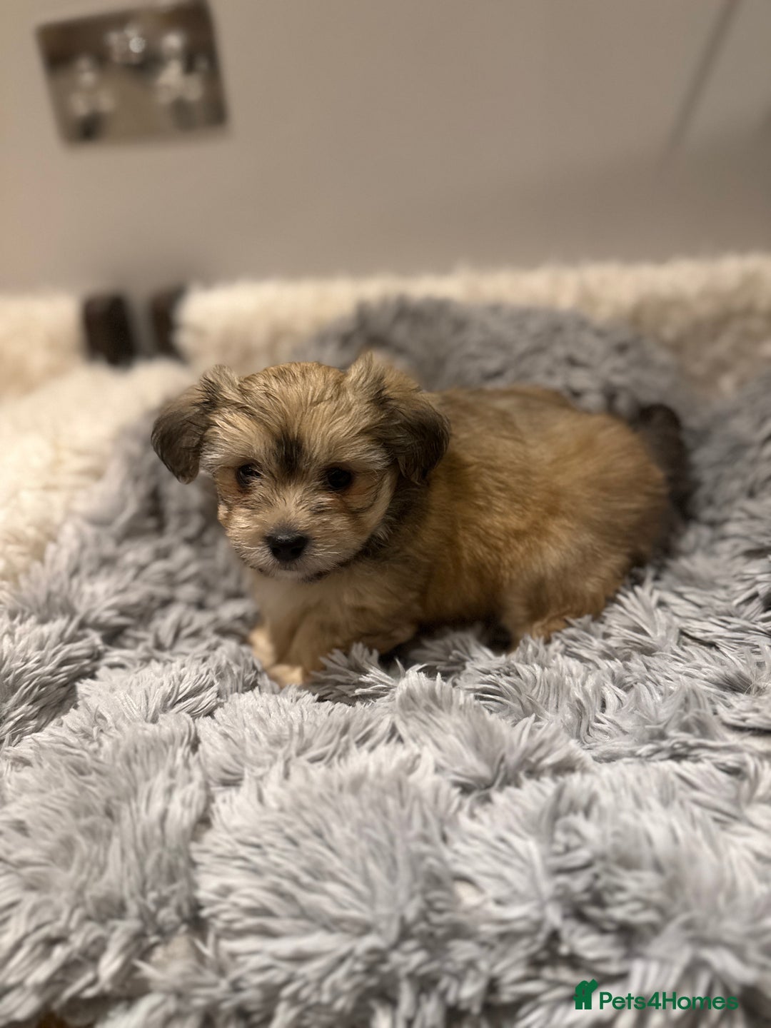Mixed Breed dogs for sale: Unique mix - Maltese x JackChi Puppies - Advert 30
