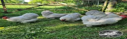 Chickens poultry for sale: Lavender Pekin Bantam day old chicks. - Advert 2