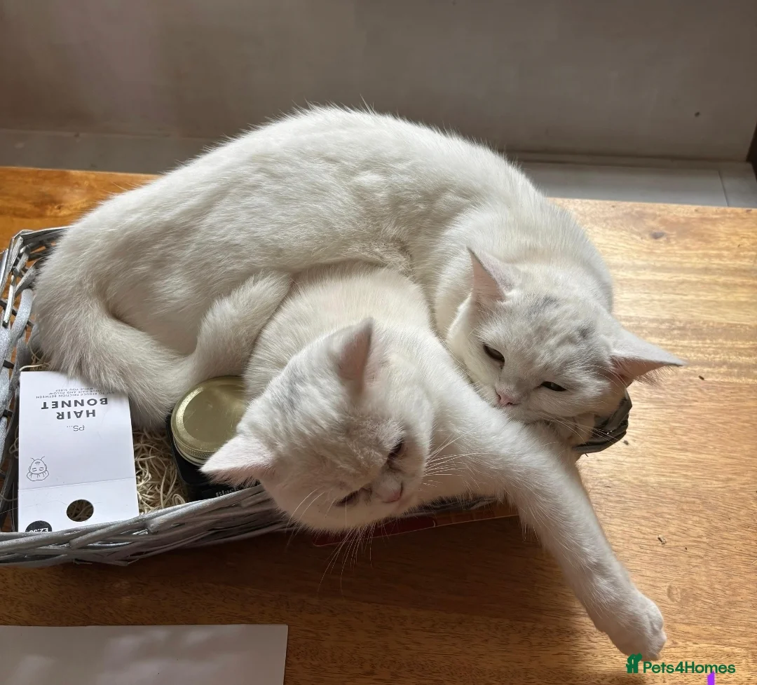 Mixed Breed cats for sale: Two BSH x Persian  in Wakefield - Advert 2