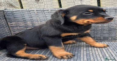 Rottweiler dogs - Advert 9