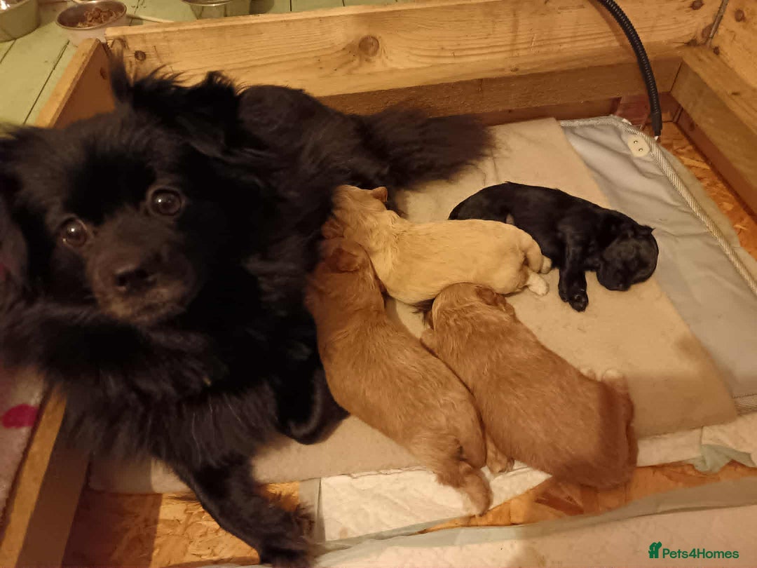 Pomapoo dogs for sale: Pompoo's - Advert 6