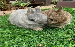 Netherland Dwarf rabbits for sale: Pure Netherland Dwarf - Image 1