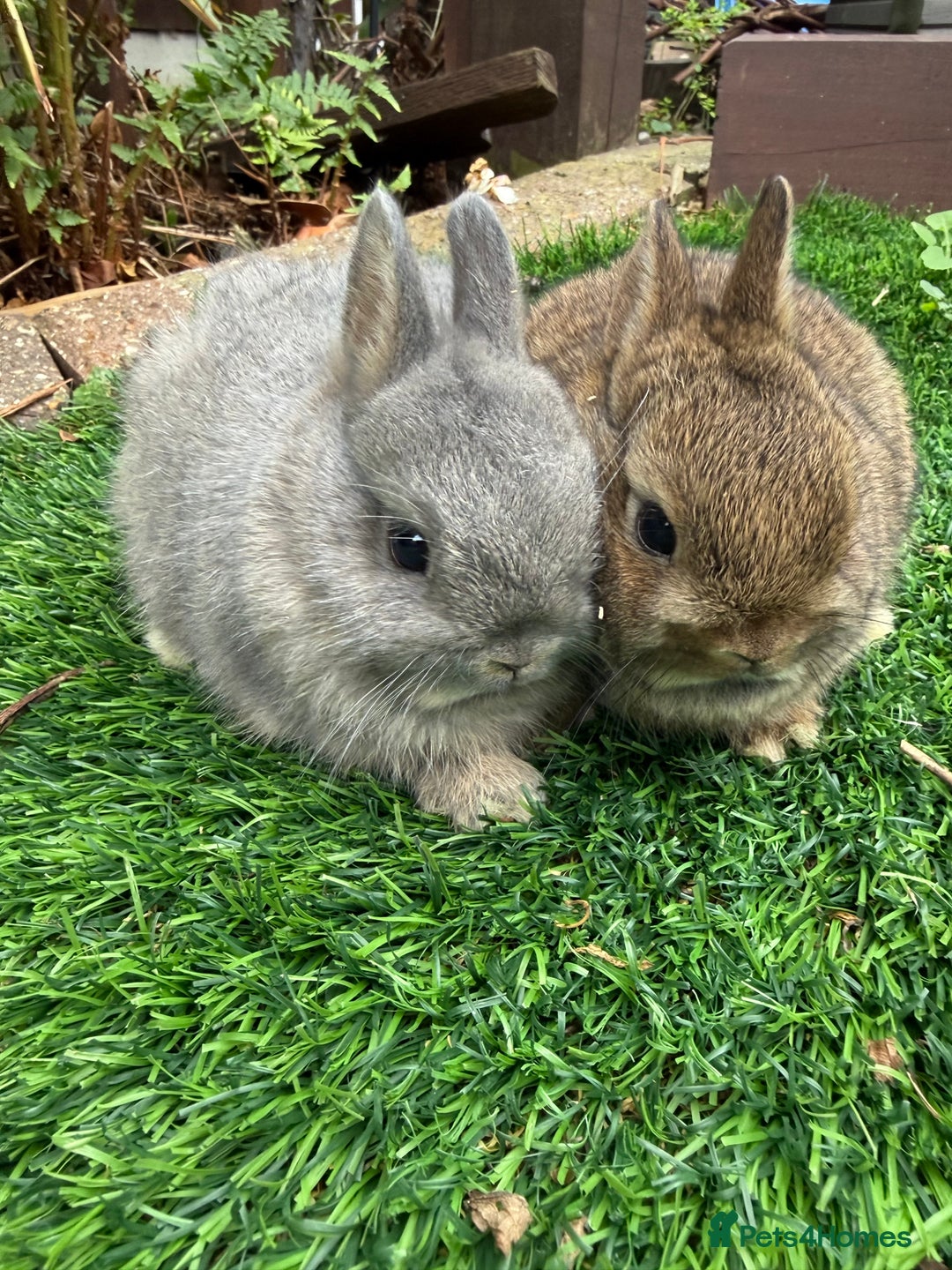 Netherland Dwarf rabbits for sale: Pure Netherland Dwarf - Image 1