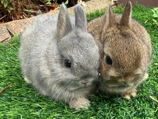 Netherland Dwarf rabbits for sale - Advert 1