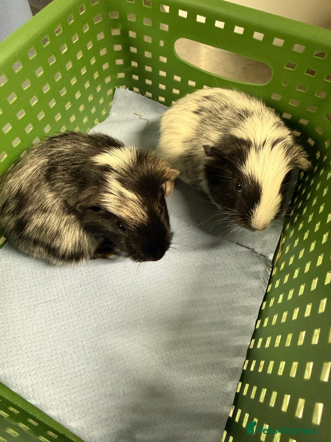 Guinea Pig rodents for sale: Baby male guinea pigs - Advert 1