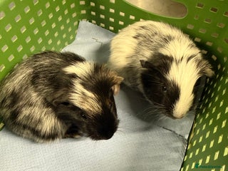 Guinea Pig rodents Baby male guinea pigs - Advert 1