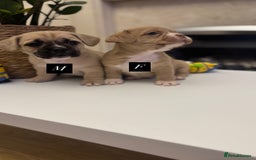 Mixed Breed dogs for sale: Beautiful French Bulldog x Shih Tzu Pups  - Image 2