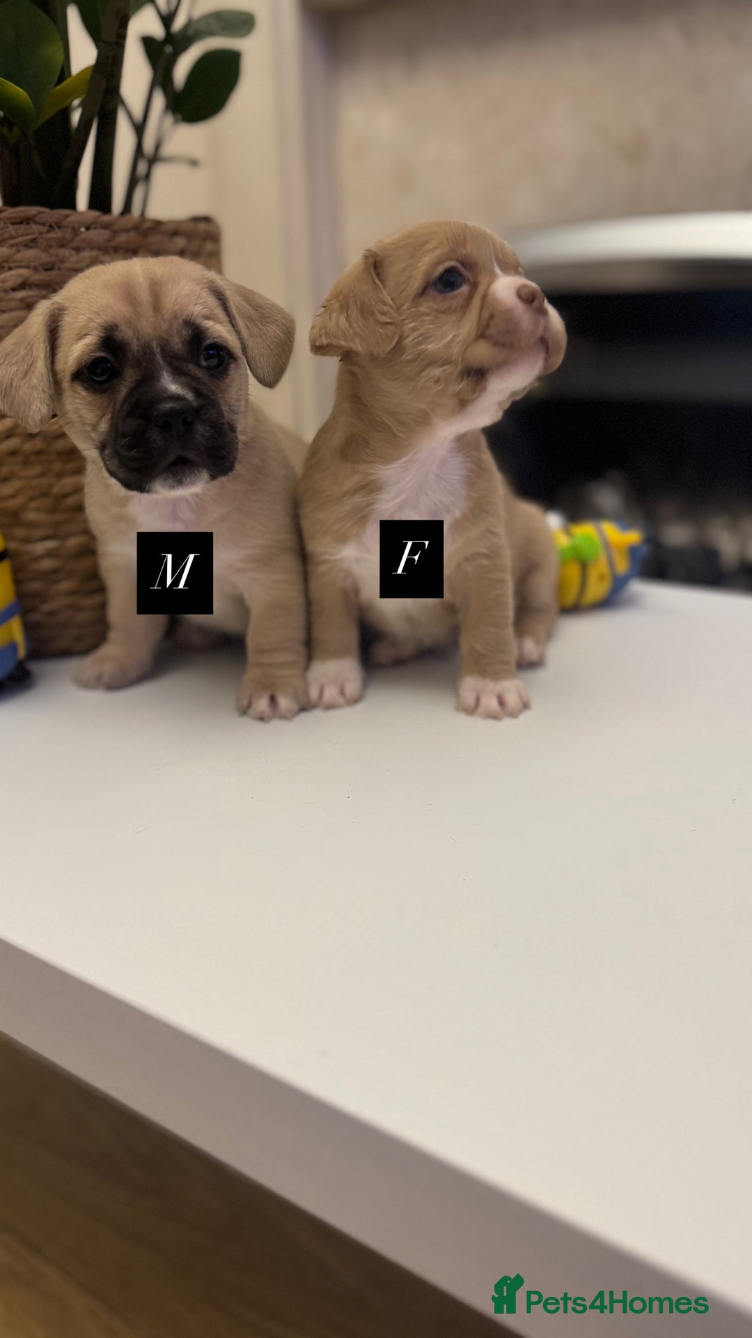 Mixed Breed dogs for sale: Beautiful French Bulldog x Shih Tzu Pups  - Image 2