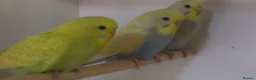 Budgerigars birds for sale: Beautiful Baby BUDGIES - Advert 1