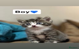 Mixed Breed cats for sale: Kittens for sale  - Advert 7