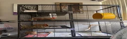 Chinchilla rodents for sale: 2 year old chinchilla in Leeds - Advert 11