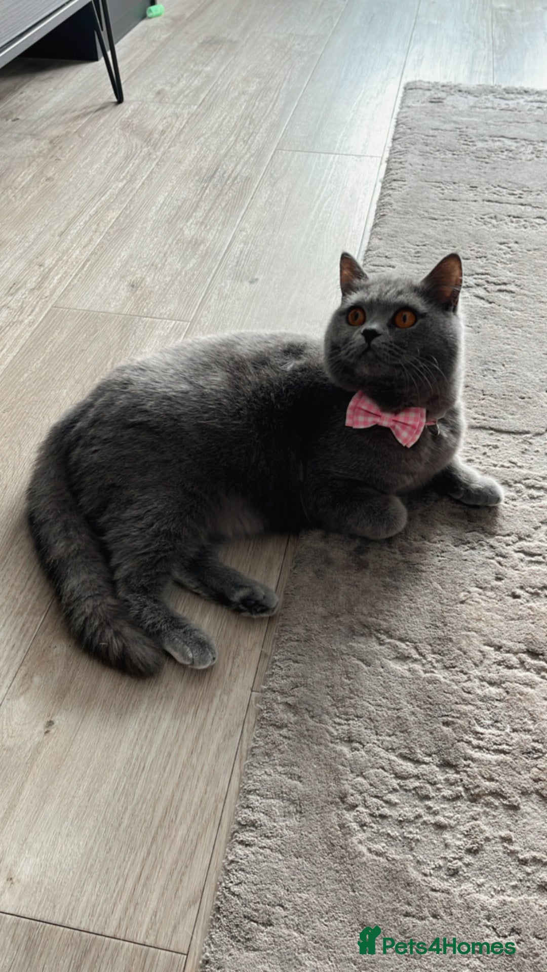 British Shorthair cats for sale: BRITISH SHORTHAIR KITTENS 🐱 - Image 5