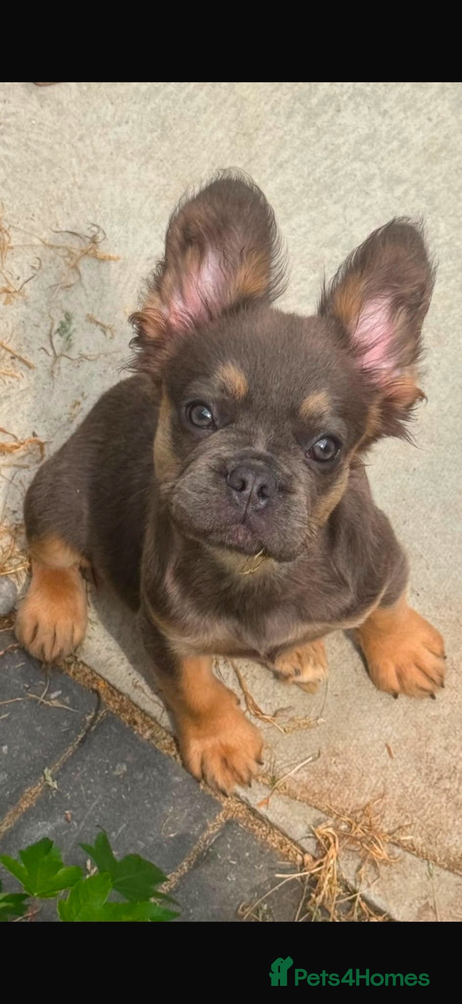 French Bulldog dogs Kc registered fluffy French bulldog pups  - Advert 1