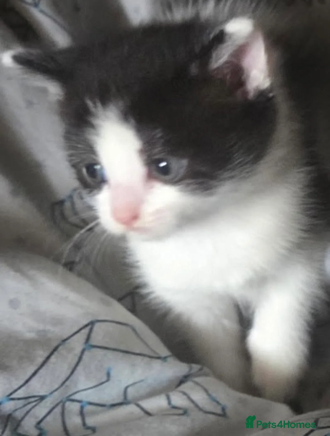 Mixed Breed cats for sale: 🐾 Beautiful Kittens Ready to Leave 🐾 - Advert 2