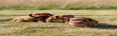 Cocker Spaniel 1
