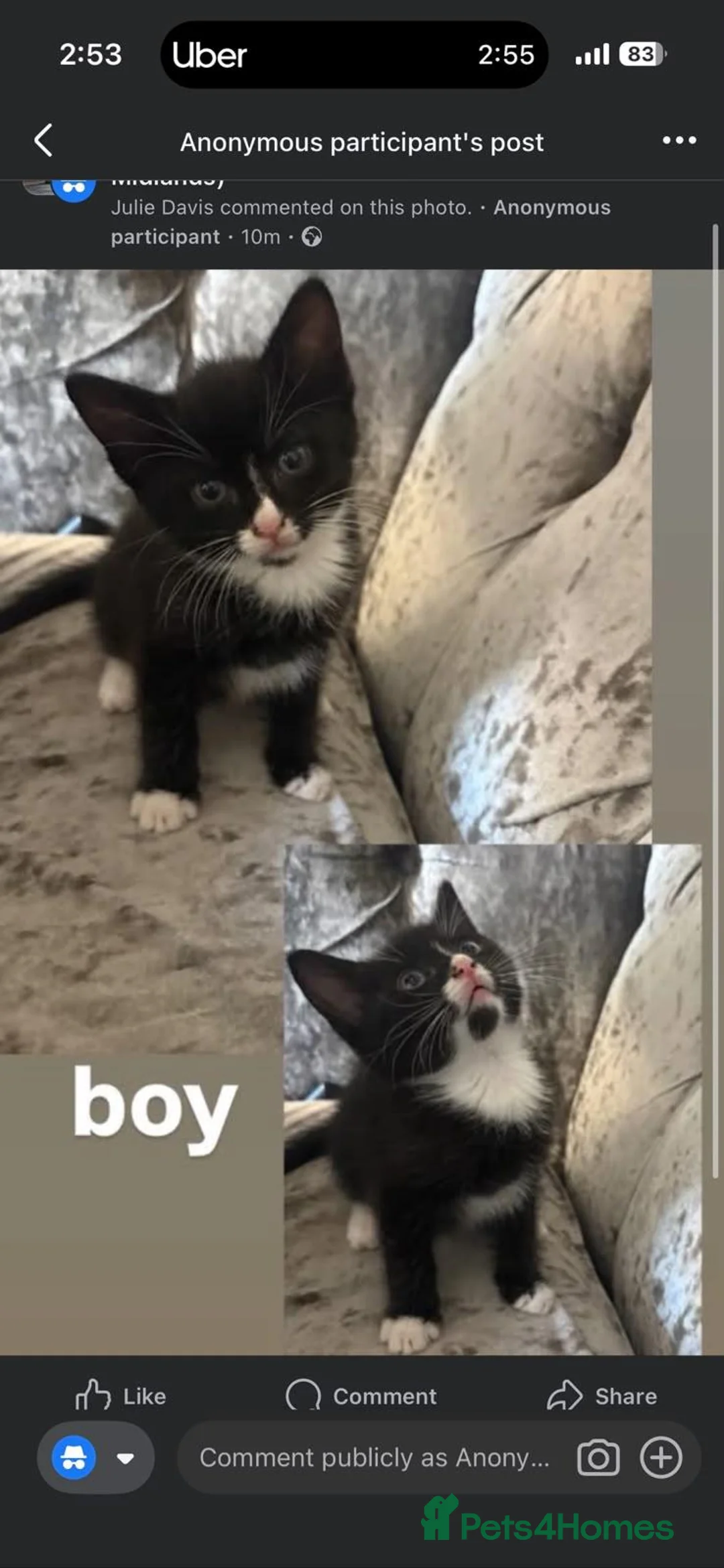 Mixed Breed cats for sale: Kittens for sale in Cradley Heath - Advert 2