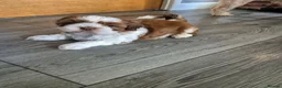 Shih Tzu dogs for sale: Shih tzu puppies for sale  - Advert 7