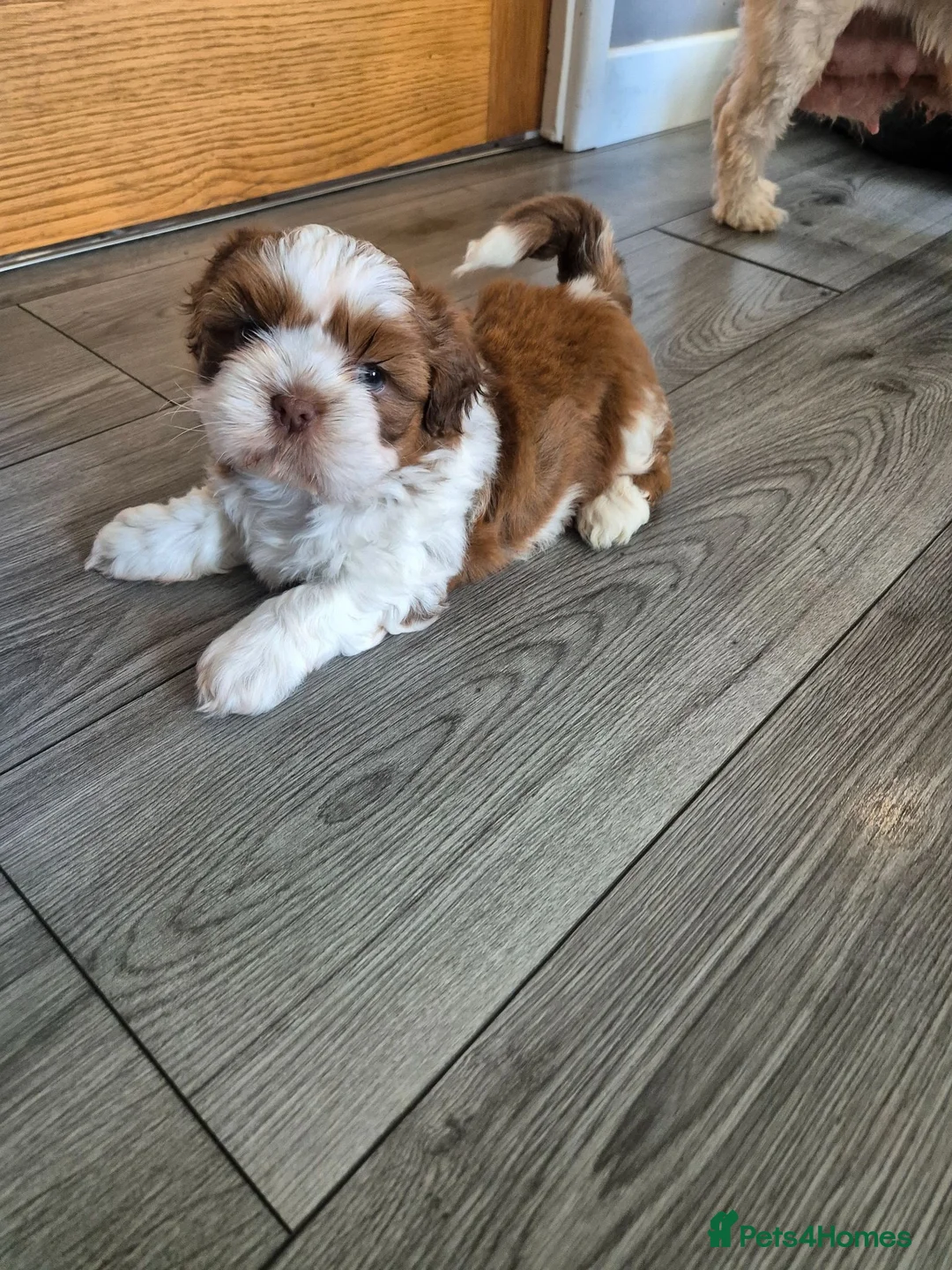 Shih Tzu dogs for sale: Shih tzu puppies for sale  - Advert 7