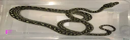 Snake reptiles for sale: Diamond Carpet Pythons - Advert 2